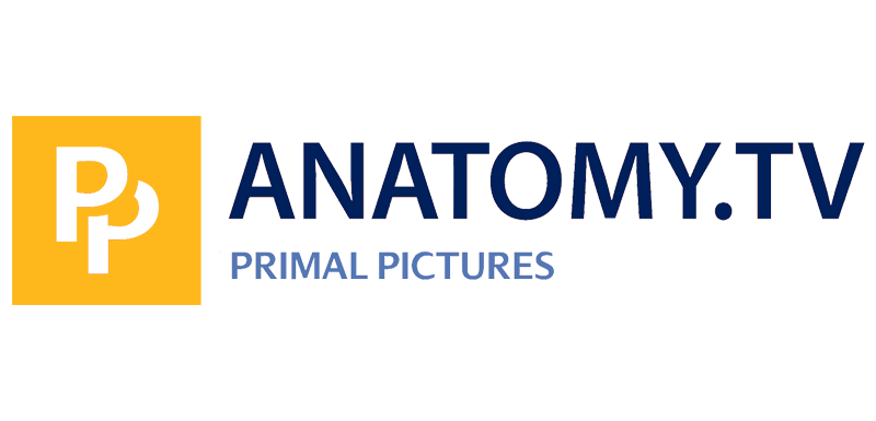 Primal Pictures